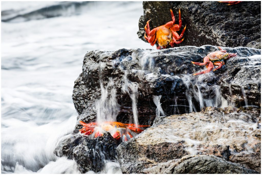 three sally lightfoot crabs on rocks