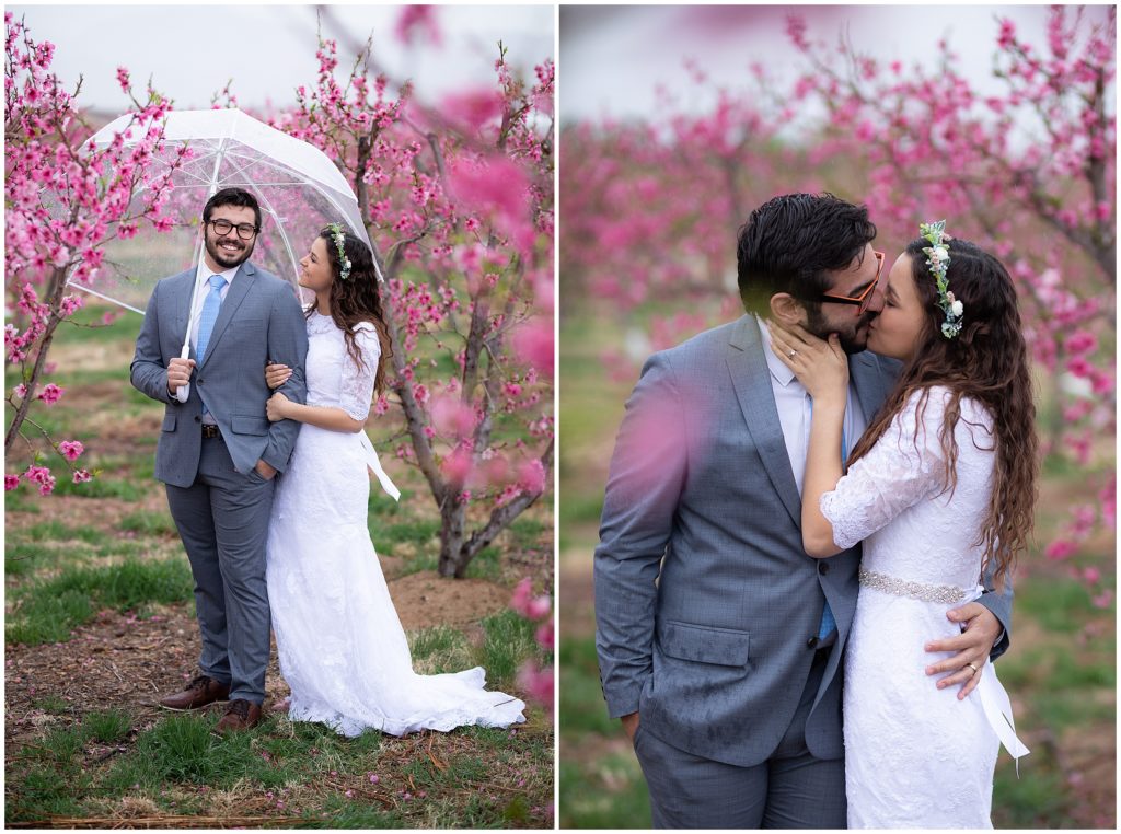 glicrease orchard bridals pink blossoms