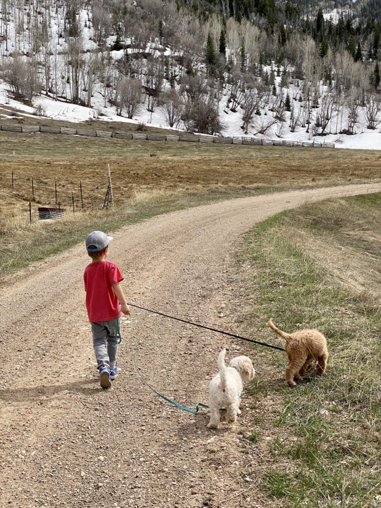 boy walking dogs in mountains 
