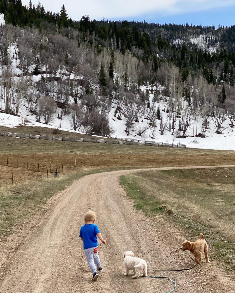 toddler and puppies in mountains